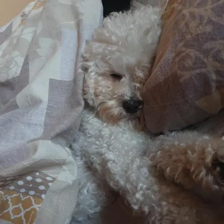 Depandance Garni Golf דירה אסקונה