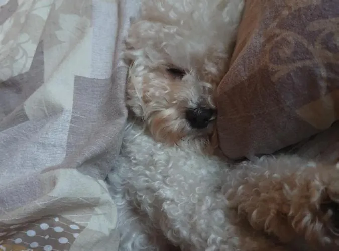 Depandance Garni Golf Lejlighed Ascona